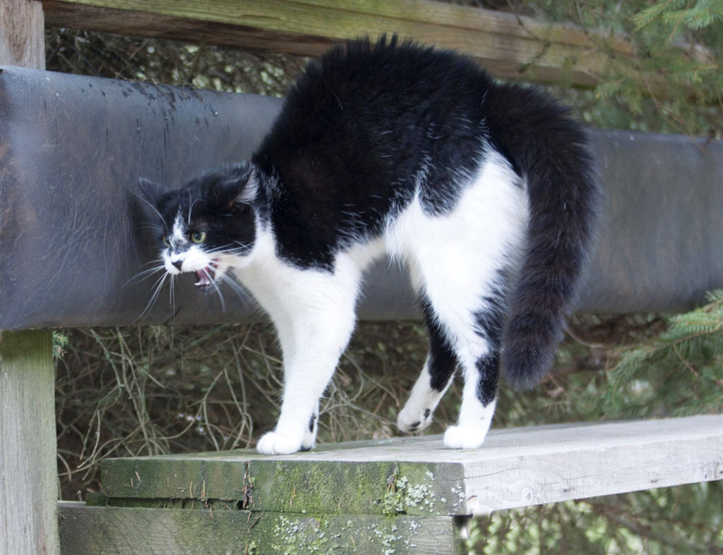 一只黑白相间的猫蜷缩在战斗的姿势