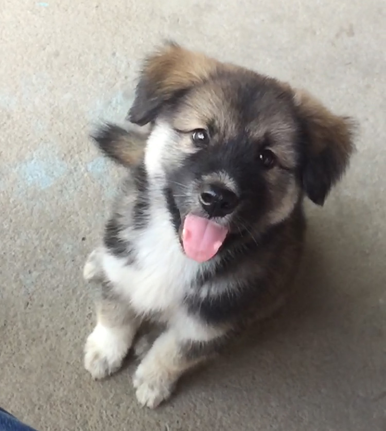 不得不说田园犬变化真大,连颜色都变了,有一种从黑白电视机换成了