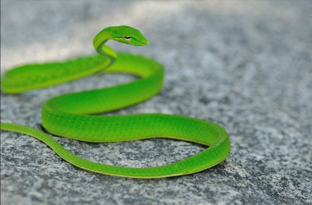 大家别看到绿色的蛇就说是竹叶青