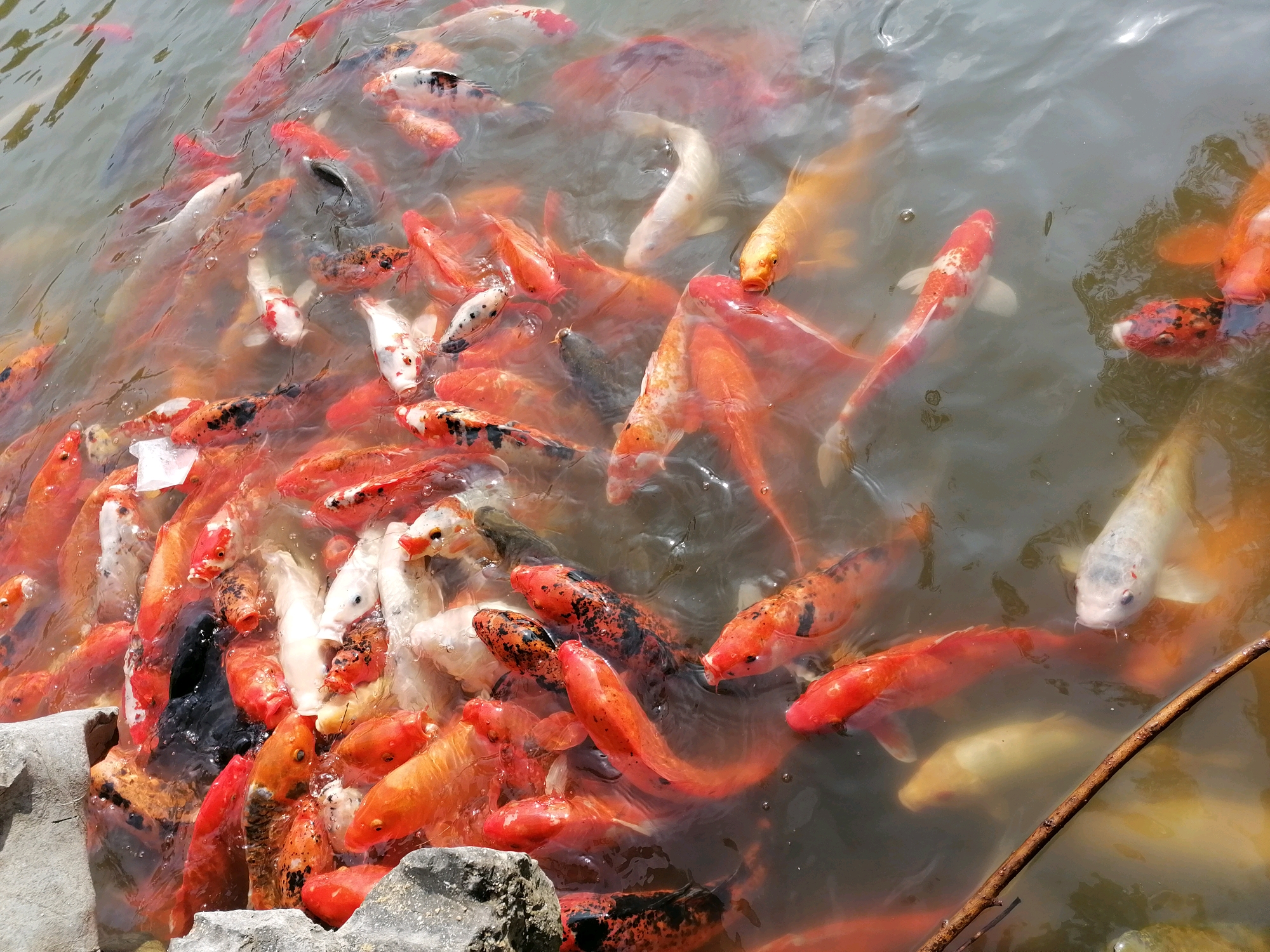 好多鱼