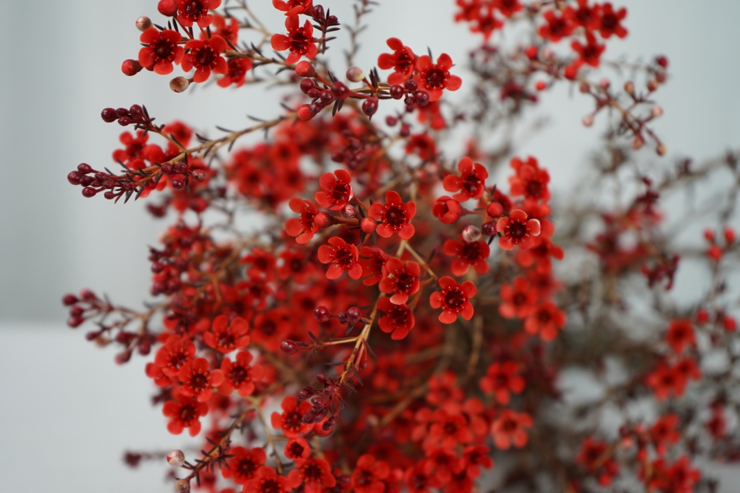 红色腊梅,小小的花朵承载着对新年的期待,在冬天开得热烈,开得烂漫