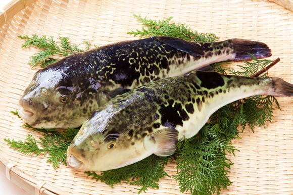 有分布,常见的有红鳍东方鲀(takifugu rubripes,暗纹东方鲀(takifugu