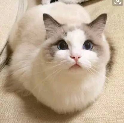 为了测试专栏的功能及运用,发一波萌萌哒猫咪头像