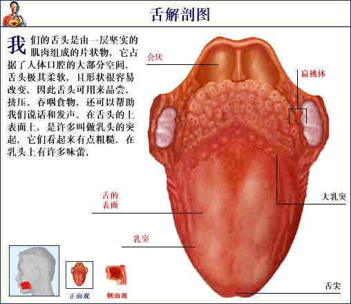 史上最全的人体(组织器官)全图