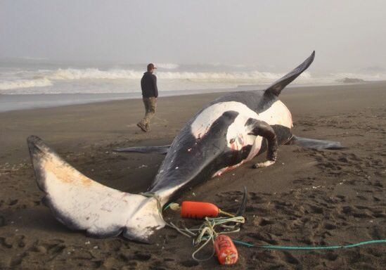 成群的虎鲸被大白鲨杀死
