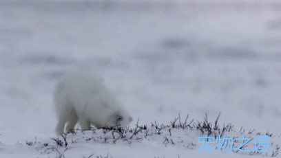 第一次见到北极狐这样靠脸吃饭看一次忍不住笑一次
