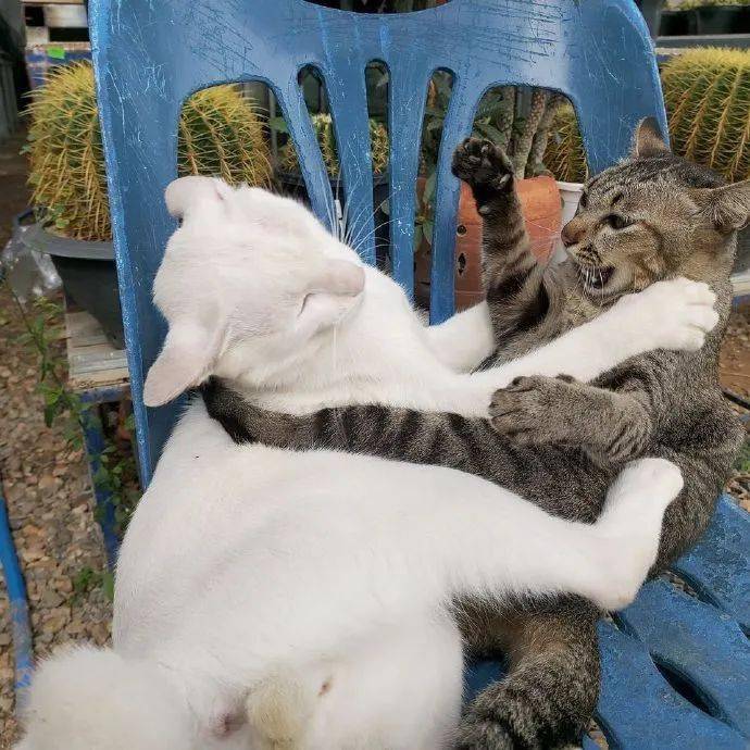 花猫是谁 dafc1f4a335332d649fe47b3f51a336771cf19c2.jpg