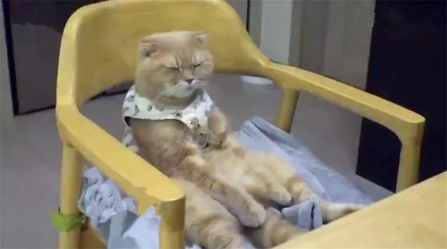 橘猫模仿人类坐姿长达三年,猫咪软骨病勿轻视,铲屎官需注意三点