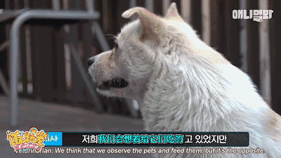 狗眼看人品!实验证明,只要被狗狗pick过的都是优秀人类!