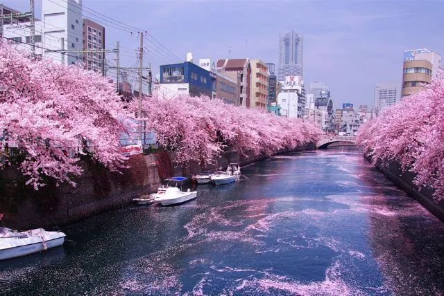 江户时代,德川家康于江户城(今东京)遍植樱花,现在的有名的上野公园的