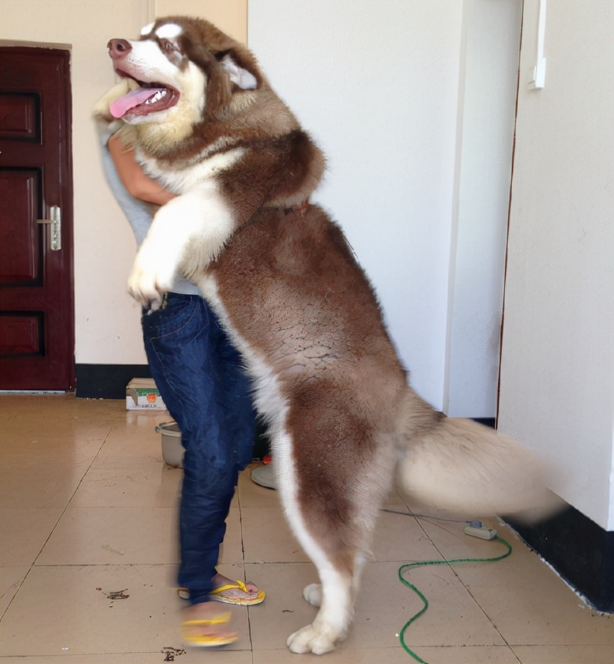 揭秘:阿拉斯加犬有多大?