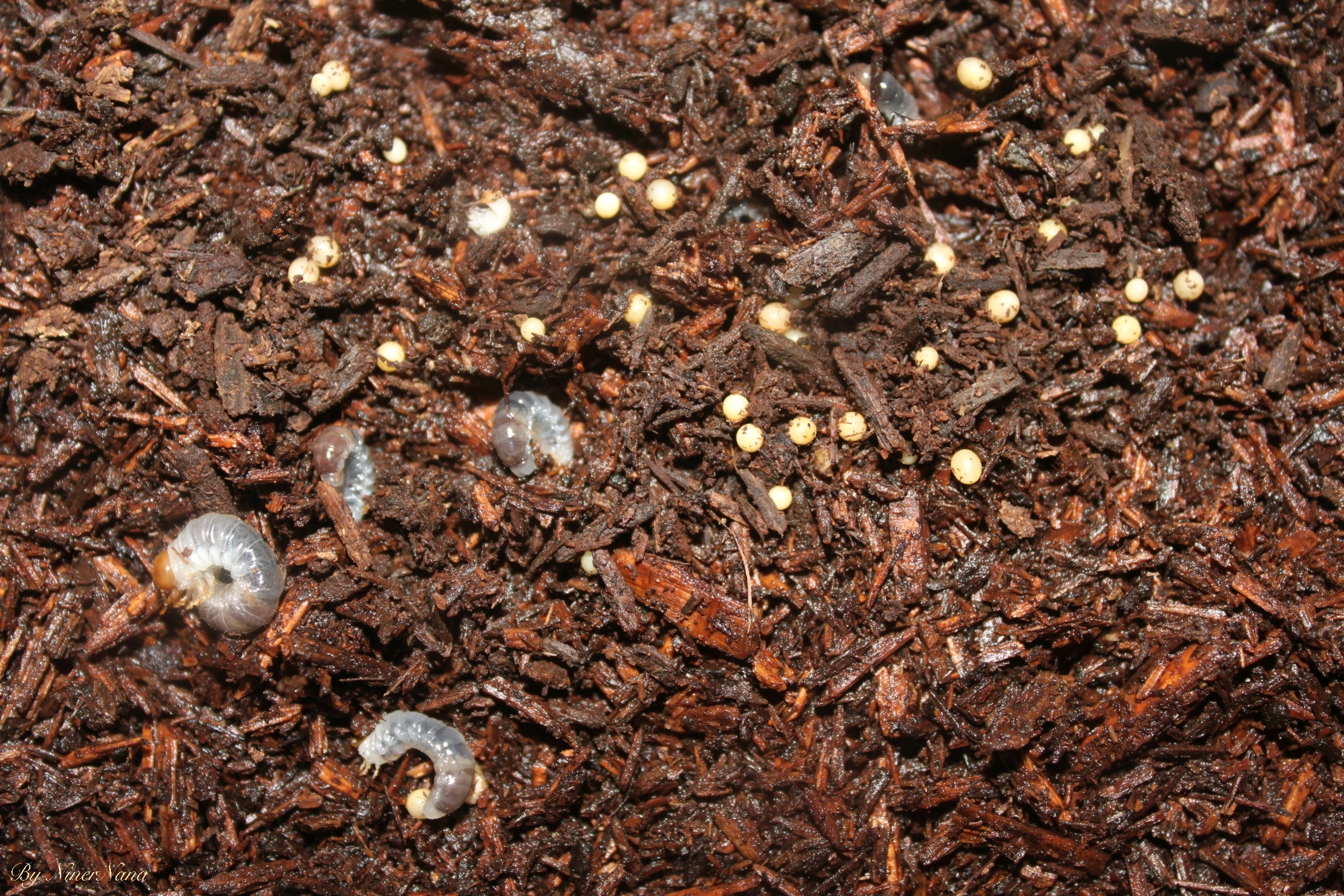 两点赤锯锹形虫(写真)成虫&幼虫