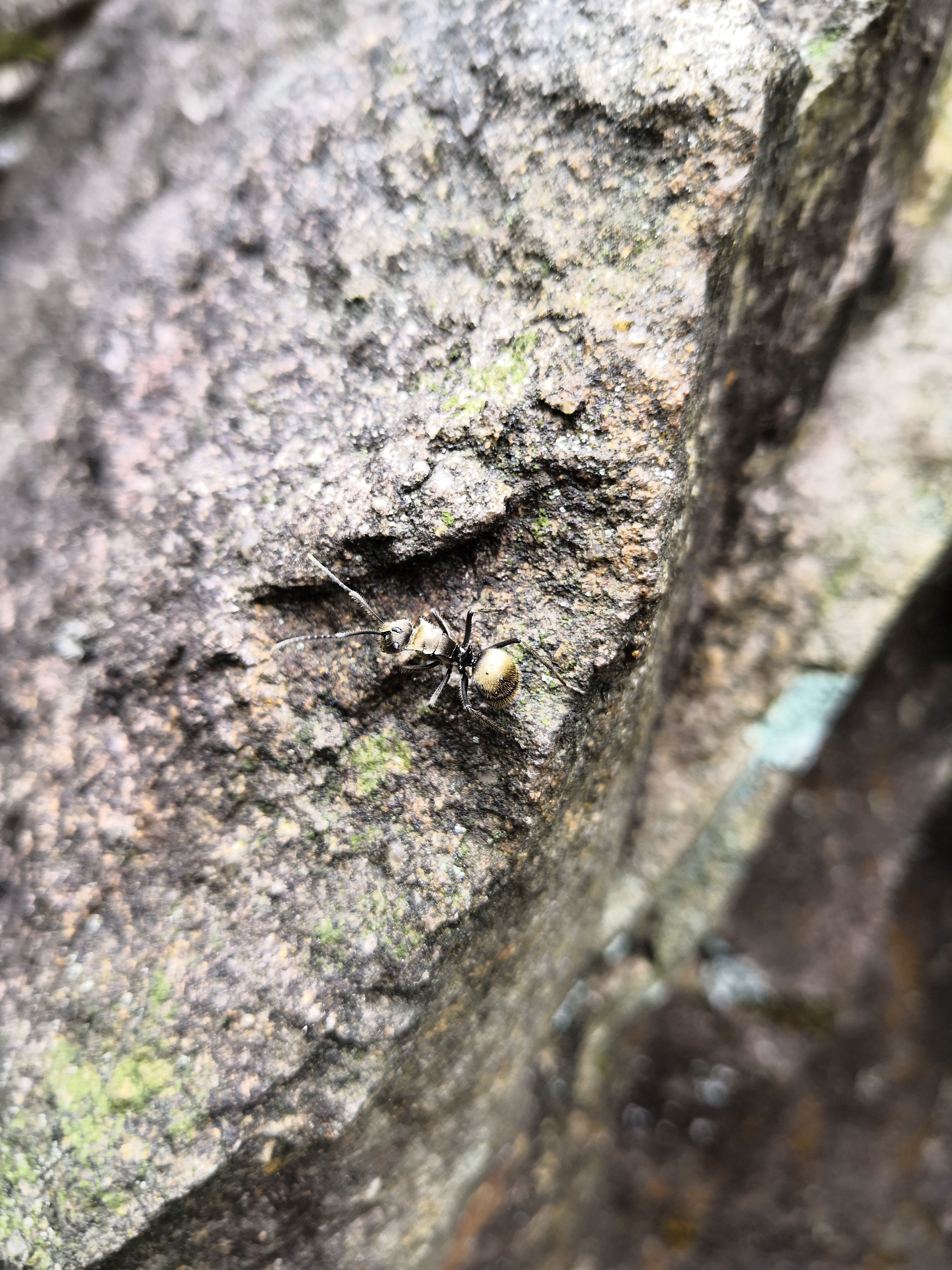 06.07,福州鼓山,梅氏多刺蚁