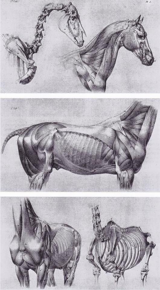 动物身体结构解剖(漫画向)