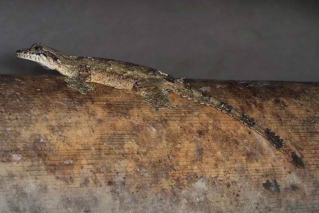 飞蹼守宫ptychozoon lionotum