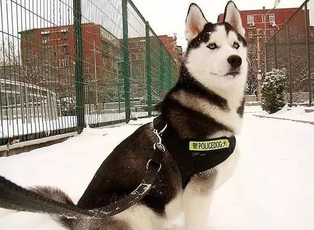 国外之所以用哈士奇做军犬,是因为哈士奇作为北极狼的后代,嗅觉以及
