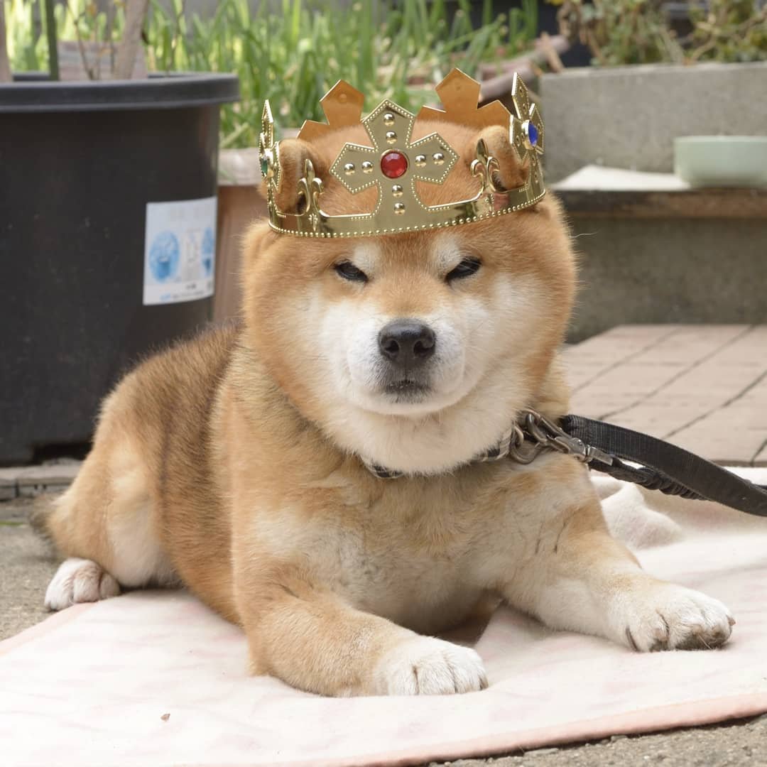萌宠日本超人气柴犬网红们超萌柴柴隔着屏幕想撸秃它