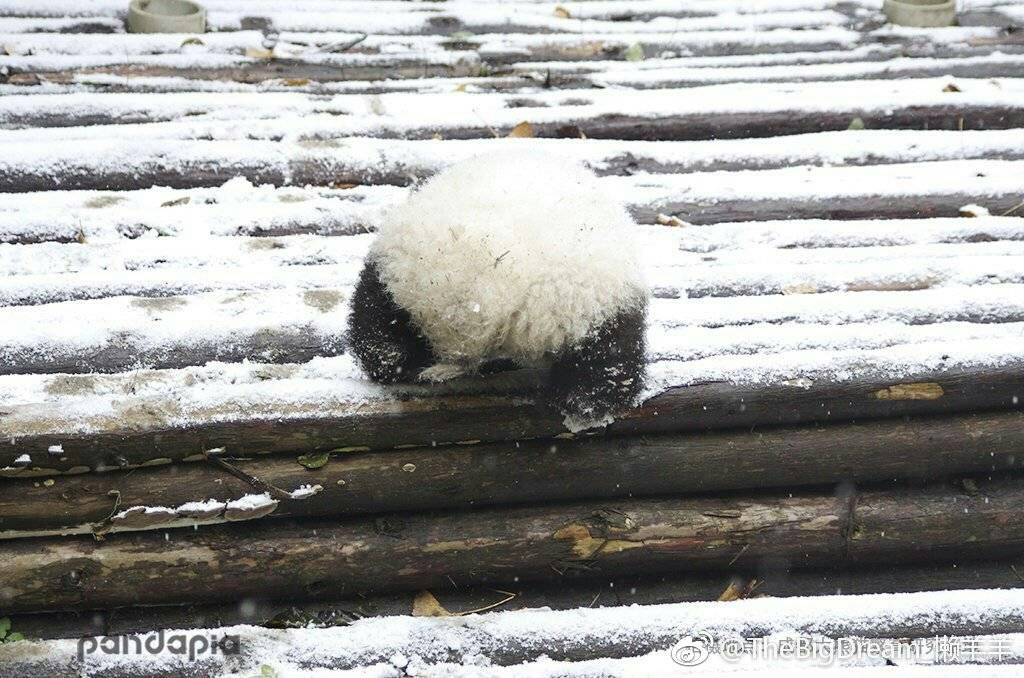 大熊猫熊团子看似孤独的背影它到底在想些什么呢