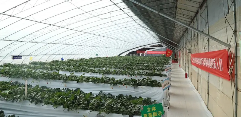 温室大棚建造,草莓温室大棚类型该如何选择