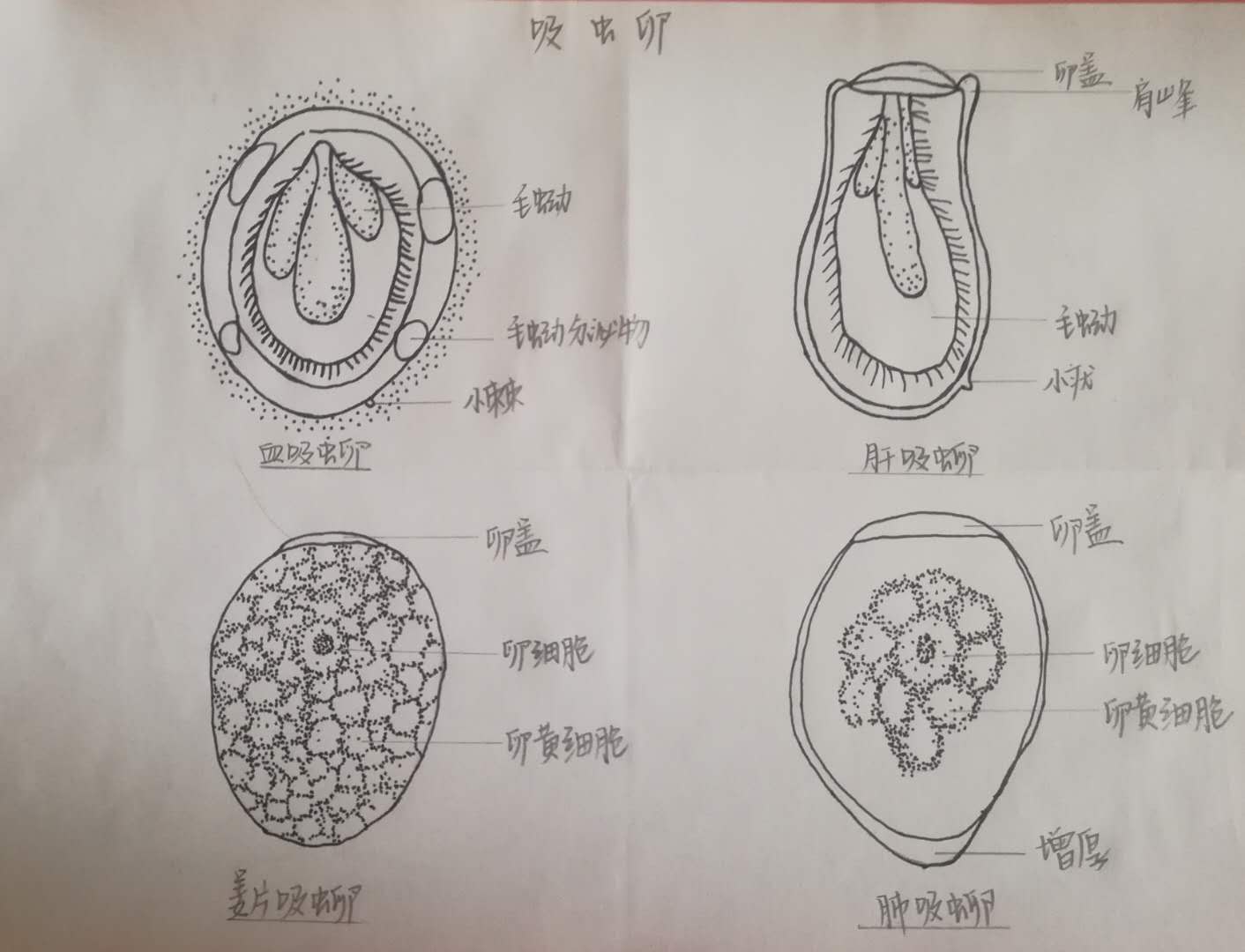 寄生虫—吸虫卵(手绘图)