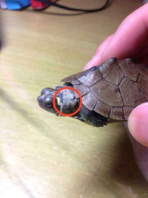 乌龟常见病的预防与治疗—腐皮腐甲篇