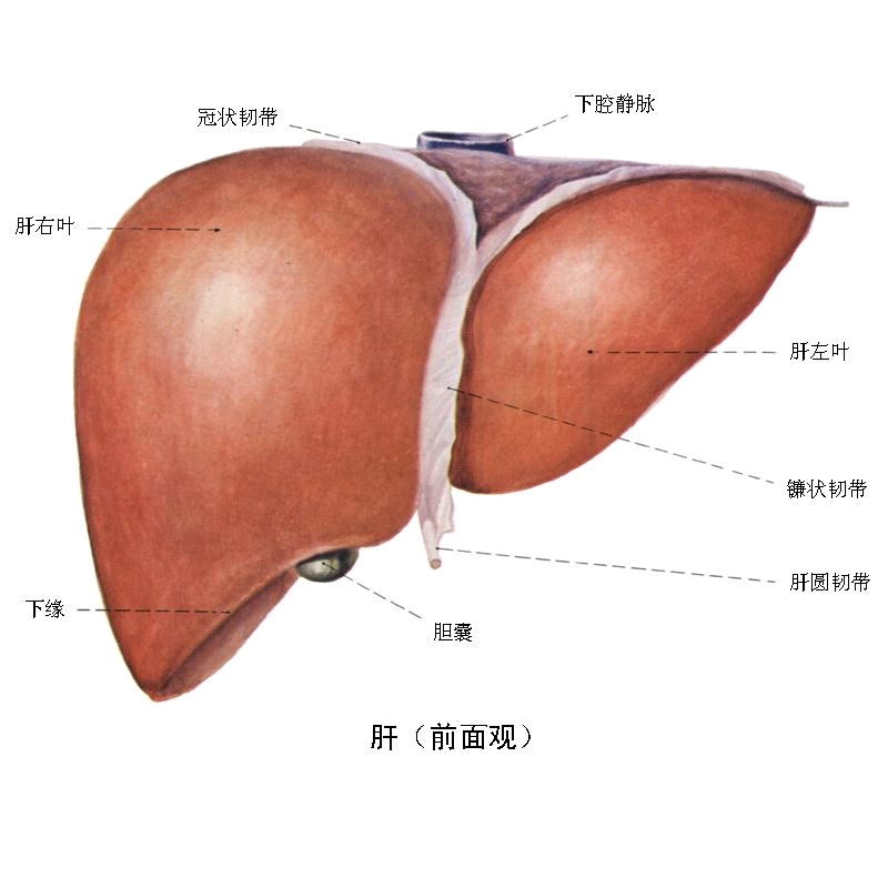 位置 肝脏位于右上腹,隐藏在右侧膈下和肋骨深面,大部分肝为肋弓所