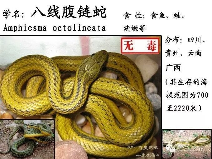 中国蛇类图鉴及名录2017(中)