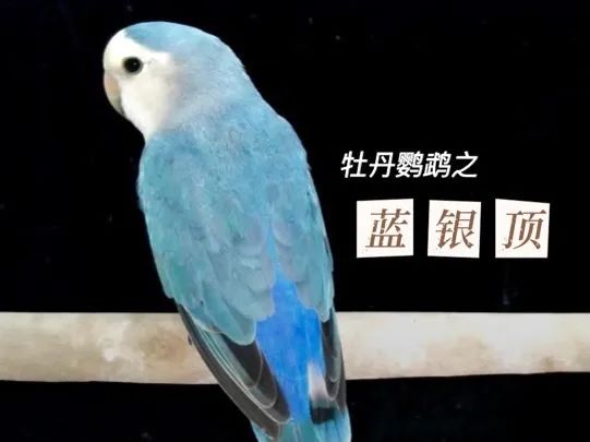 蓝银顶牡丹鹦鹉