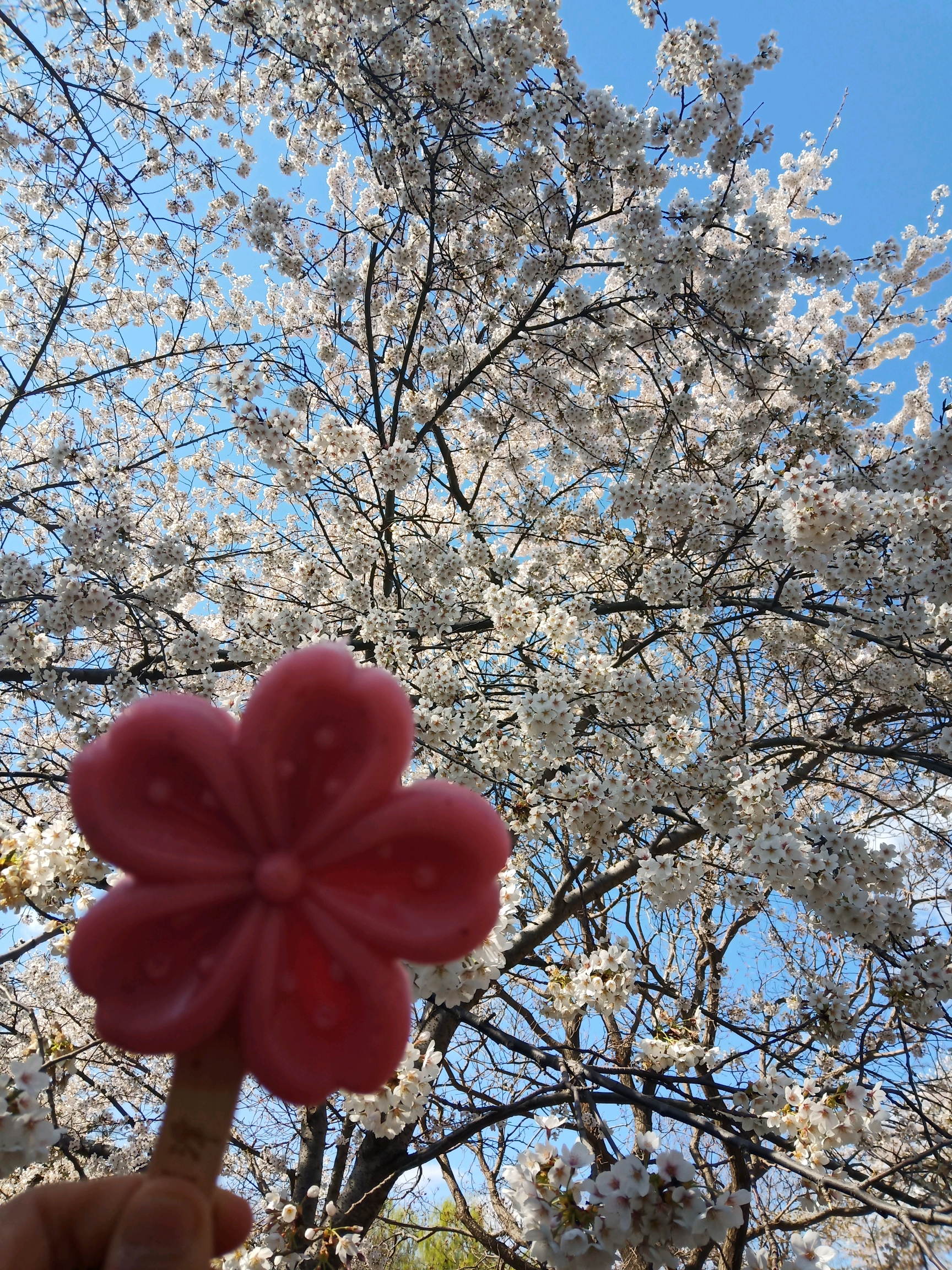 樱花季玉渊潭没有技术也能拍出漂亮的风景