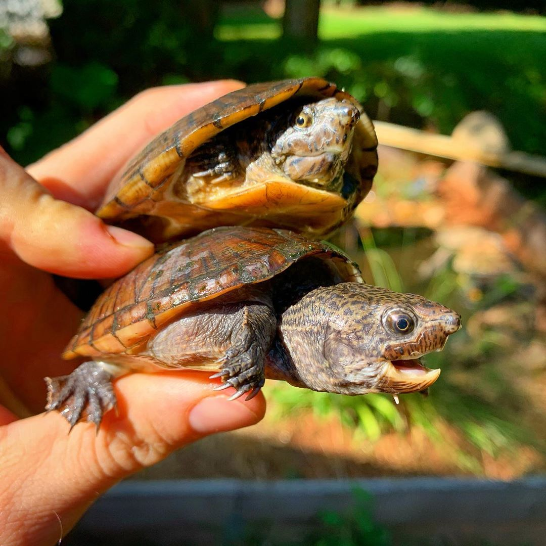 盘点下我最喜欢的小麝香龟属