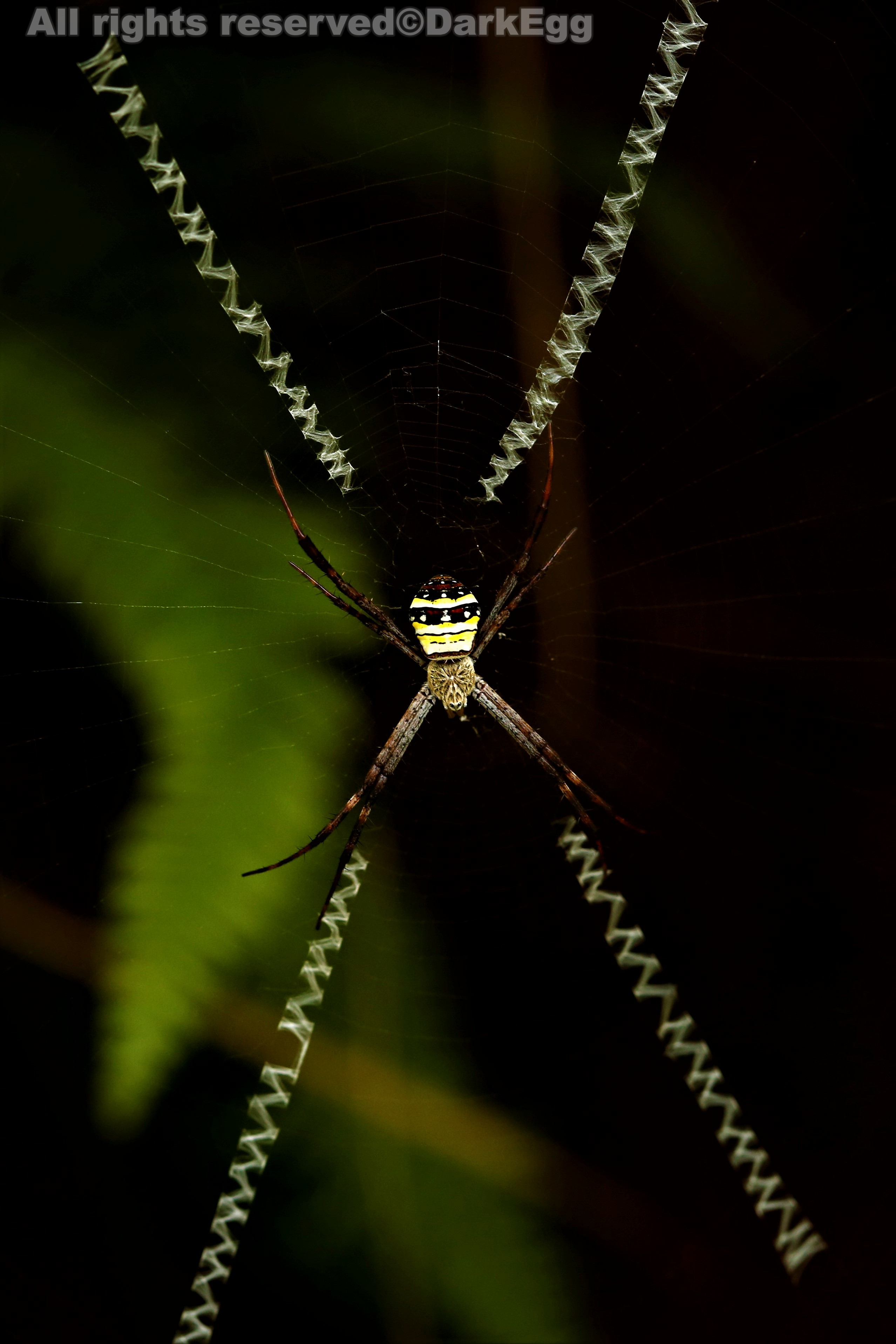小悦目金蛛 argiope minuta