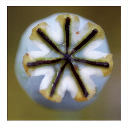 花朵的隐秘几何4:暴力拆解花朵的几何结构 (从6瓣到13瓣)