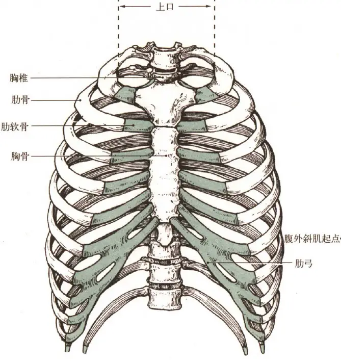 骨、肋软骨、肋骨前端胸廓后壁：胸椎、肋角以及肋骨外侧壁：肋骨体构成颅的连结分为直接连结和间接连结1）颅的直接连结为诸骨之间通过缝连接2