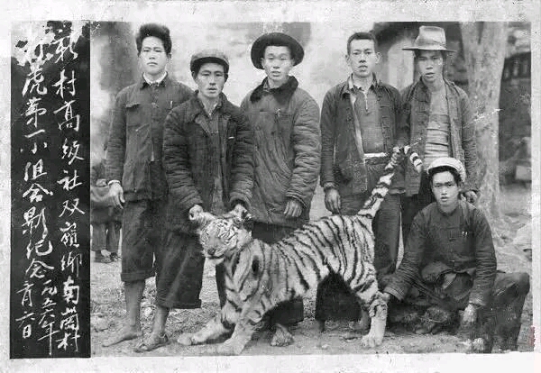 【荒唐年代】新中国时期人为灭绝华南虎
