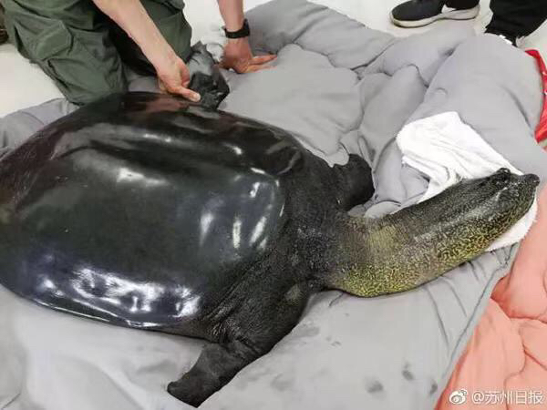 斑鳖人工授精后死亡,全球仅剩三只