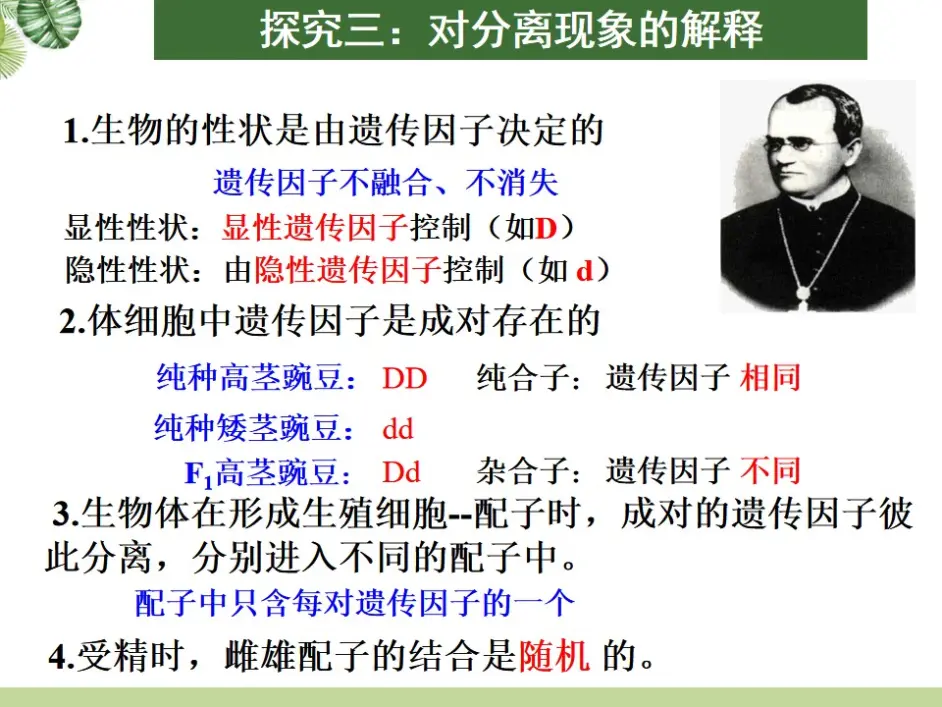 1.1 孟德尔的豌豆杂交实验（一）
