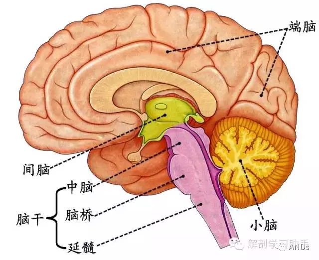 脑干自下而上由延髓,脑桥和中脑三部分组成.