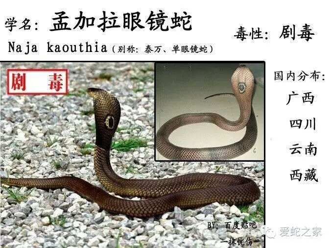中国蛇类图鉴及名录2017(下)