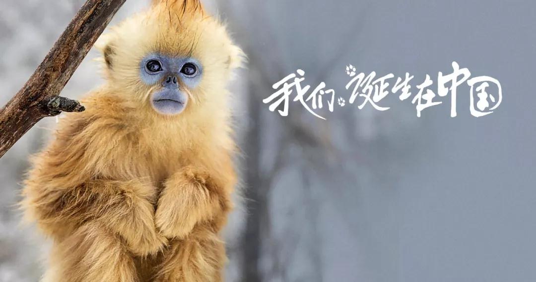 它就是世界上最小的猫科动物,一只锈斑豹猫.