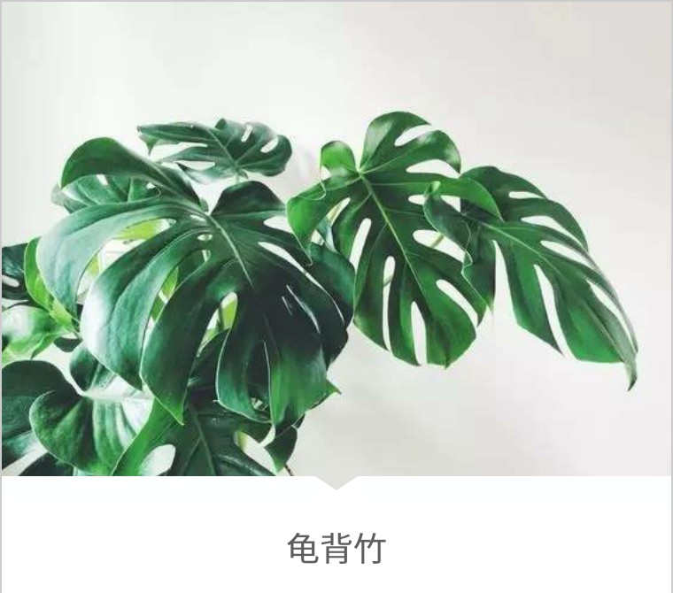 类似龟背竹的绿植是什么 de70eab740a453444dd408a31581cb2843215f8b.jpg