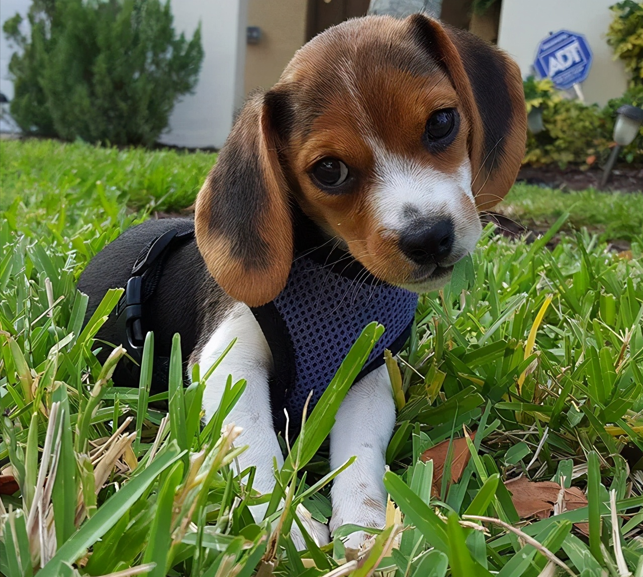 top.2 比格犬