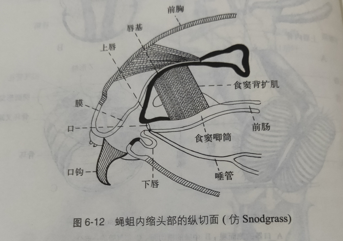 科技 自然 昆虫的口器 刮吸式口器见于双翅目蝇类幼虫中.