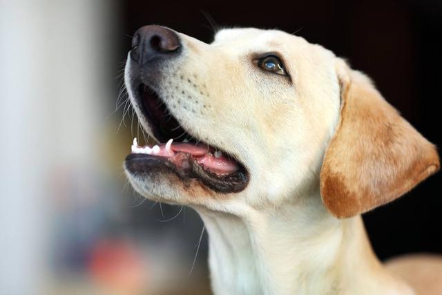 纯种拉布拉多犬怎么挑选?送你5个小妙招!