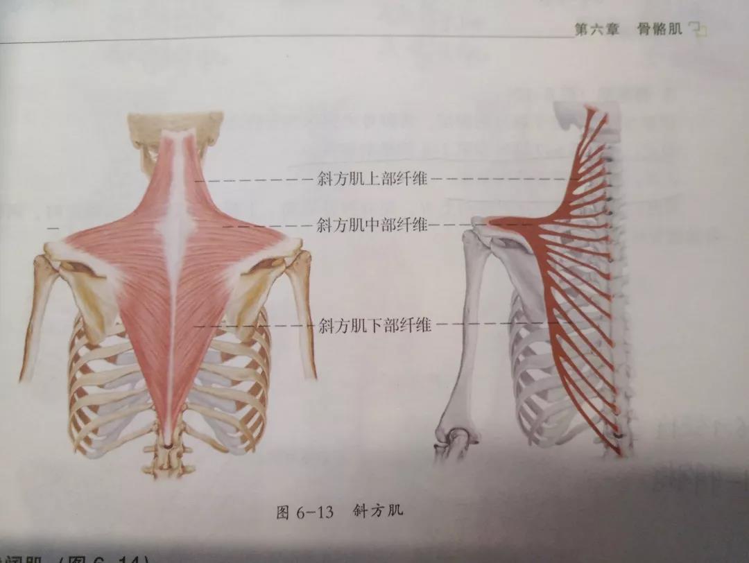 运动解剖第一课——斜方肌