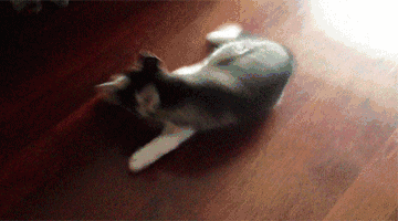 壁纸 动物 狗 狗狗 360_200 gif 动态图 动图