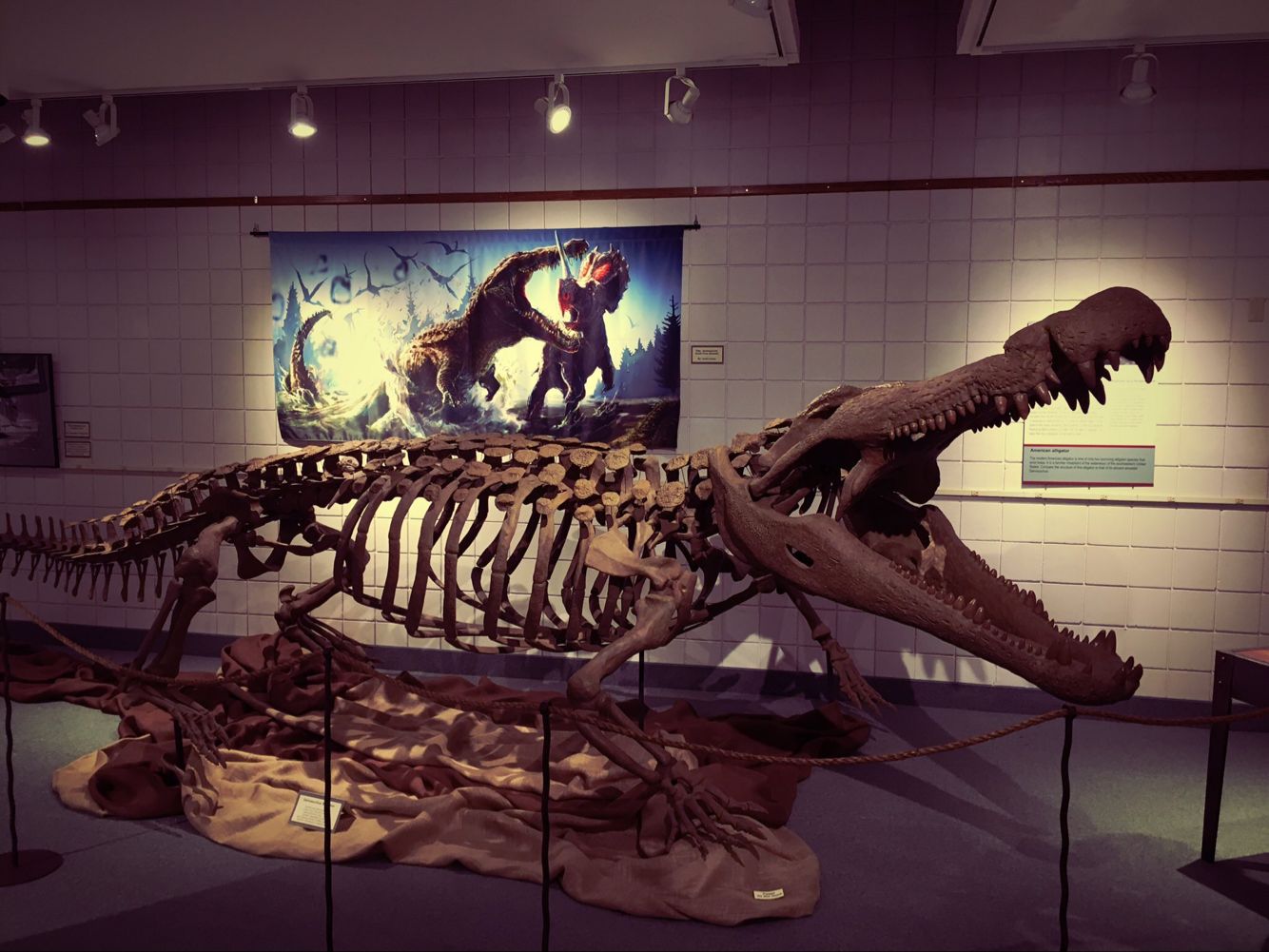 科技 自然 暴龙类猎杀者,恐鳄 新老头骨之间的比例大概是这样, 因为