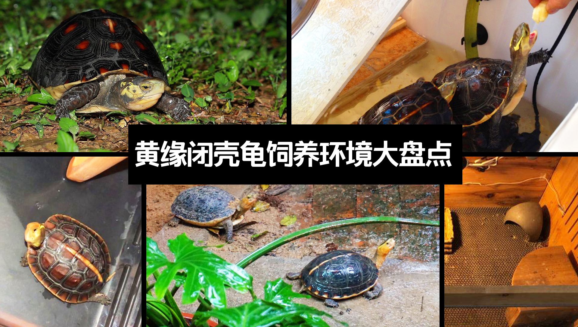 【黄缘闭壳龟饲养指南(二)】黄缘龟饲养环境大盘点,不同的条件选择不