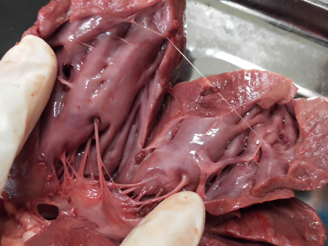 解剖大赛烧烤节果然就是要切扑通扑通的小心脏呢