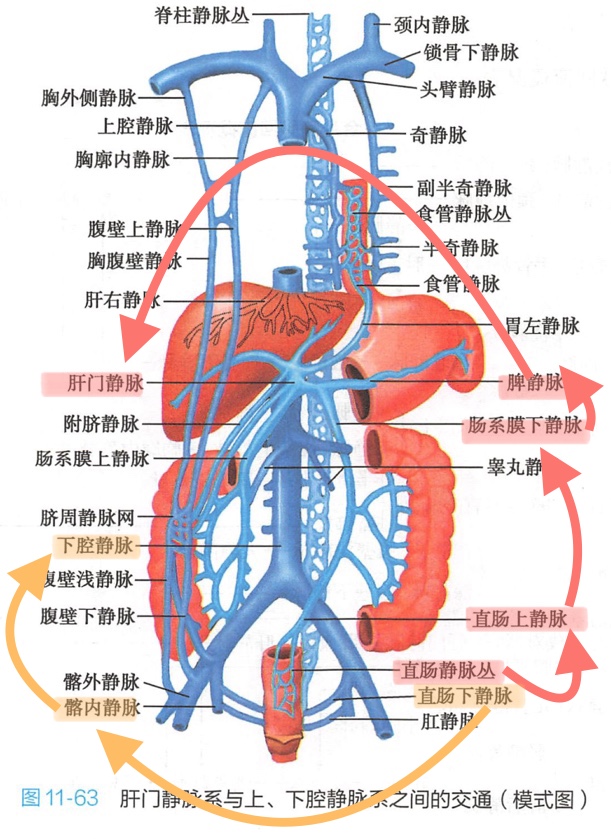 一篇文章带你破解肝门静脉的四个吻合途径详细程度仅适用于非985