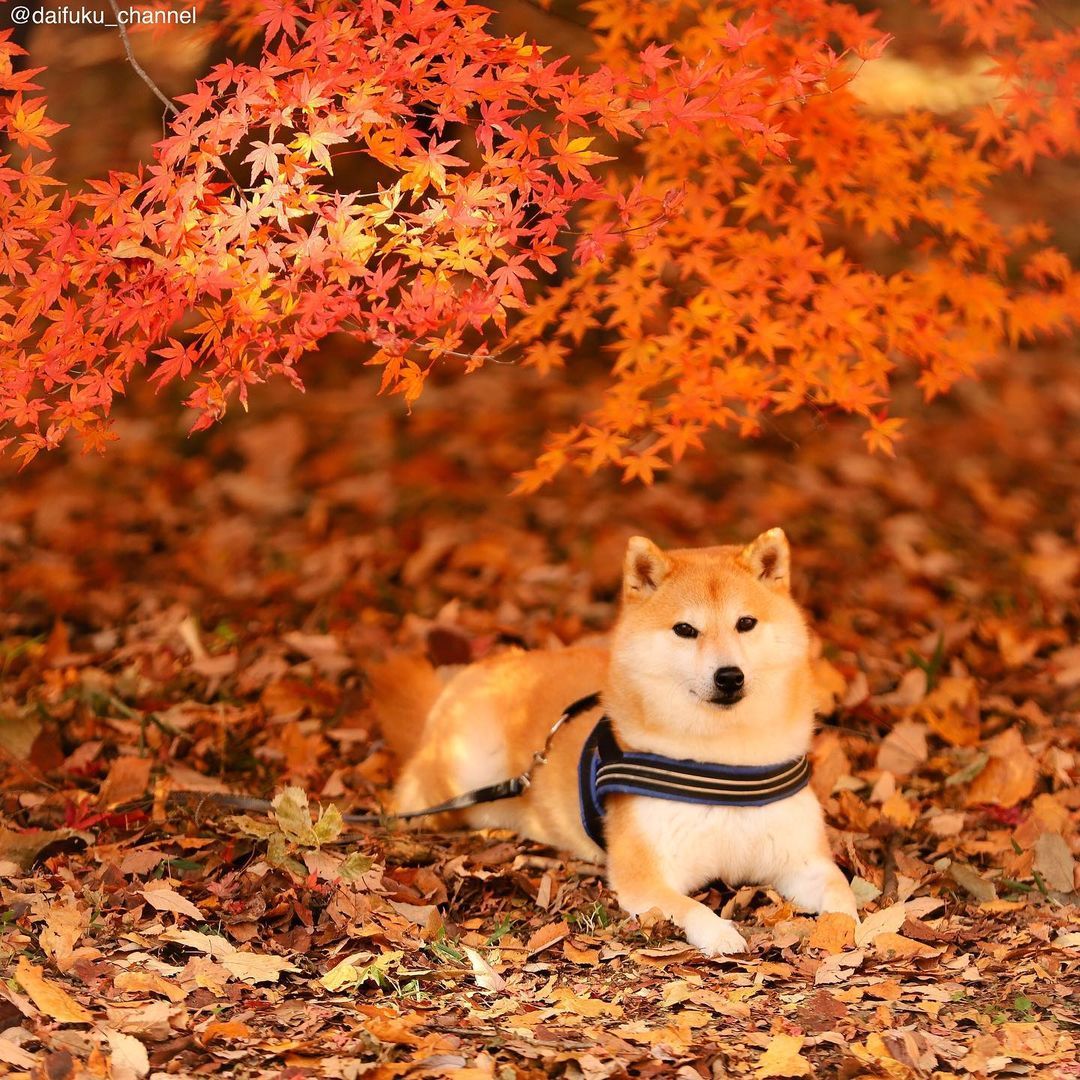 萌宠日本超人气柴犬网红们超萌柴柴隔着屏幕想撸秃它